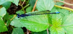Argia oculata