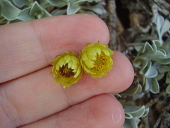 Helichrysum argyrophyllum