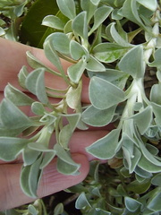 Helichrysum argyrophyllum