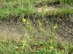 Melilotus suaveolens