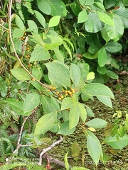 Ficus grossularioides
