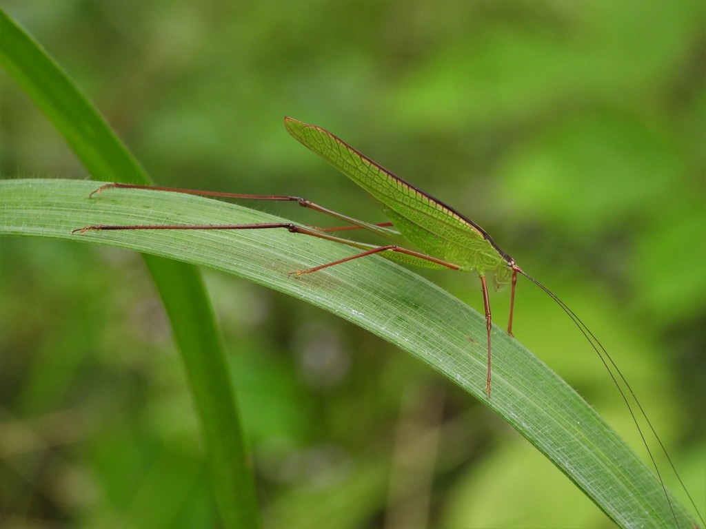 Orthelimaea