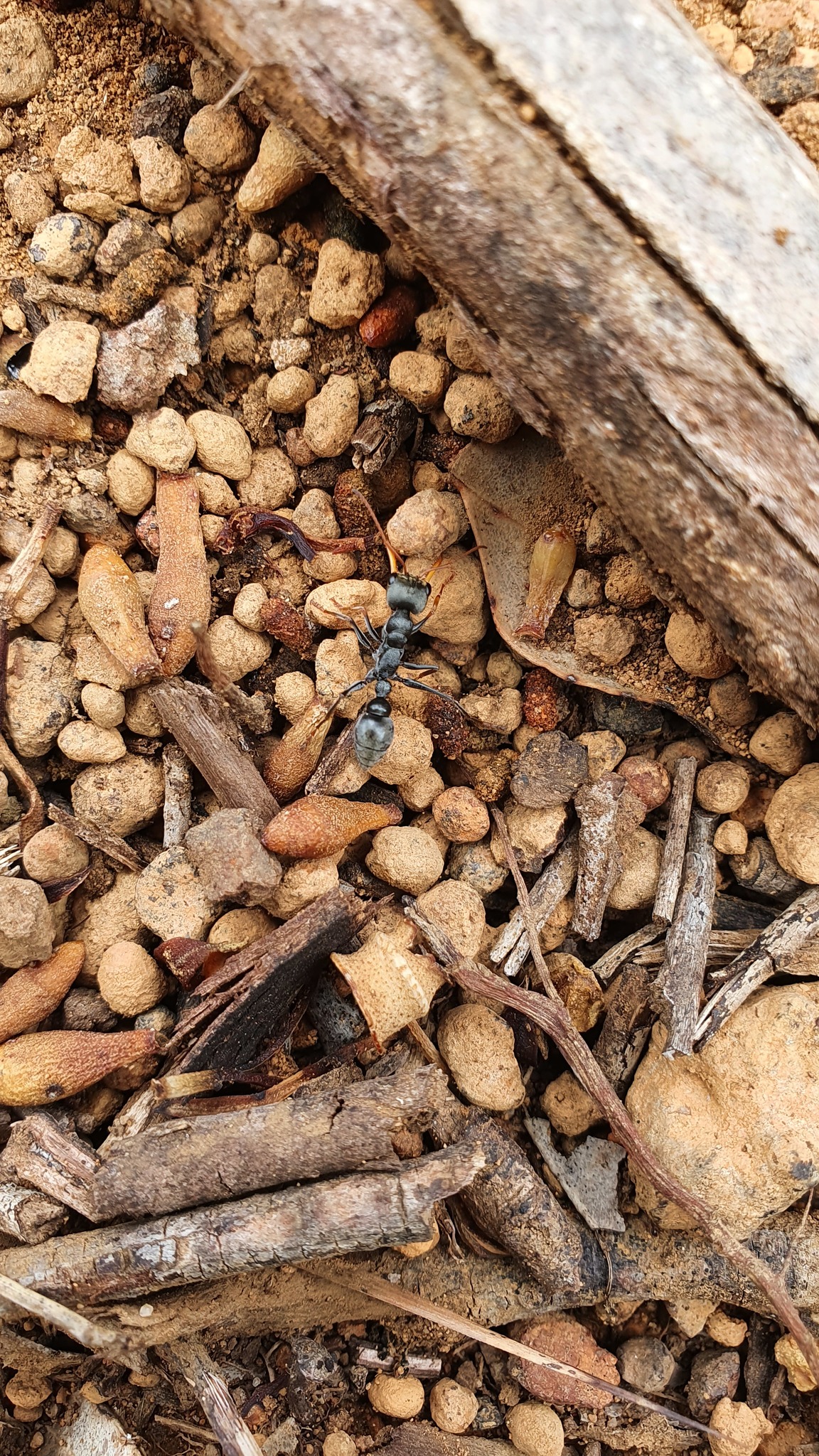 Myrmecia imaii