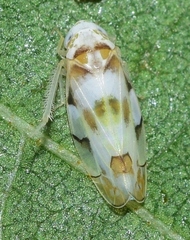Eurhadina concinna