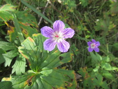Geranium krylovii