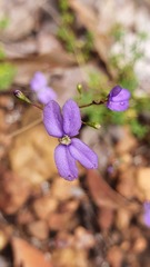Stylidium pritzelianum