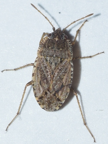 Representative image of Emblethis parvus