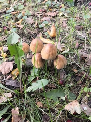 Fungi