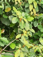 Ficus grossularioides