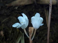 Didymoplexis pallens