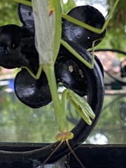 Stagmatoptera septentrionalis