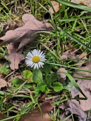 Bellis perennis