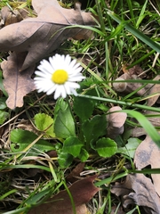 Bellis perennis