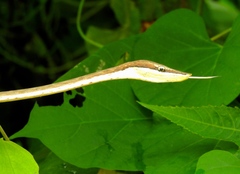 Oxybelis microphthalmus