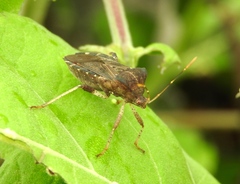 Anasa scorbutica