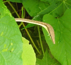 Oxybelis microphthalmus
