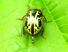 Calligrapha discrepans