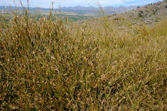 Anthochortus ecklonii