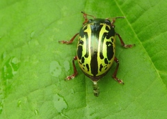 Calligrapha discrepans