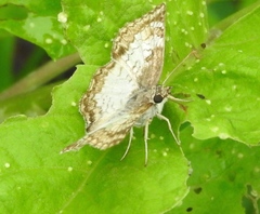Antigonus emorsa