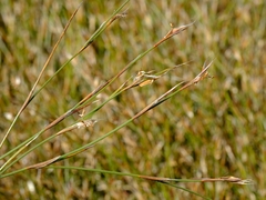 Anthochortus ecklonii
