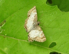 Antigonus emorsa