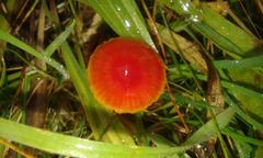 Hygrocybe mucronella