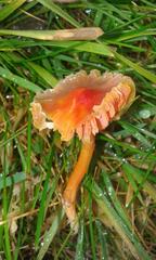 Hygrocybe mucronella