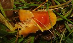 Hygrocybe mucronella