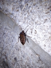Halyomorpha halys