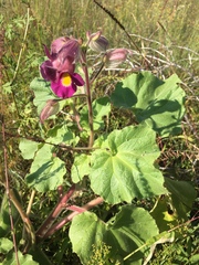 Proboscidea louisianica fragrans