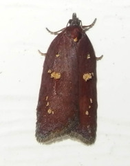 Acleris bowmanana