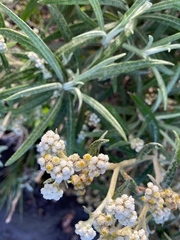 Anaphalis longifolia