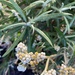 Anaphalis longifolia - Photo (c) Cheryl Gilbert, algunos derechos reservados (CC BY-NC-SA), subido por Cheryl Gilbert