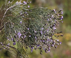 Psoralea pullata