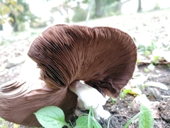 Agaricus