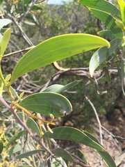 Juliflorae