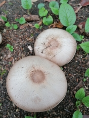 Agaricus