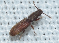 Oryzaephilus mercator