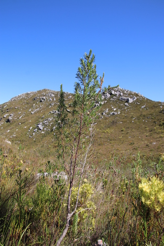 Image of Cliffortia heterophylla by (c) Tony Rebelo, some rights reserved (CC BY-SA)