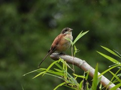 Lanius collurioides