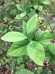 Dirca palustris
