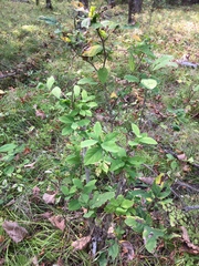 Dirca palustris