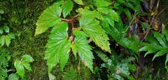Begonia hirsuta