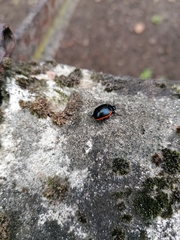 Chrysolina rossia