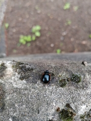 Chrysolina rossia
