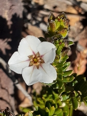 Adenandra uniflora