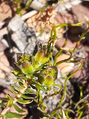 Adenandra uniflora