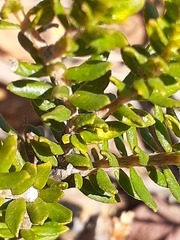 Adenandra uniflora