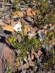 Adenandra uniflora